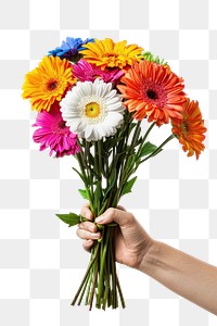 PNG Flower bouquet asteraceae blossom anemone.