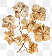 Dried hydrangea flowers arrangement