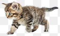 PNG Photo of kitten walking animal mammal manx.