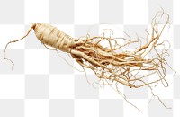 PNG 100 year old korean ginseng vegetable produce parsnip.