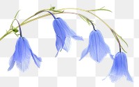 PNG Delicate blue bell flowers