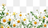 PNG Fresh daisies on white background