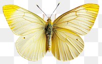 PNG Yellow butterfly on white background