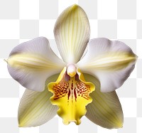 PNG Elegant yellow orchid flower