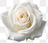 PNG Elegant white rose close-up