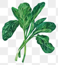 Fresh green leafy vegetable illustration