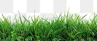 PNG Fresh green grass background