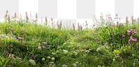 PNG Serene wildflower meadow landscape