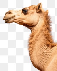 PNG Camel profile against blue background