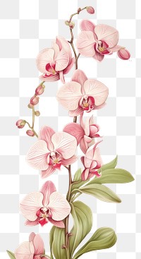 Wallpaper orchid blossom flower sketch.