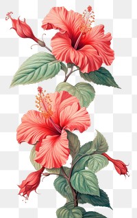 Wallpaper red hibiscus flowers plant inflorescence freshness.