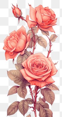 Wallpaper rose pattern flower plant.