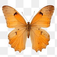 PNG Real Pressed color butterfly invertebrate appliance animal.