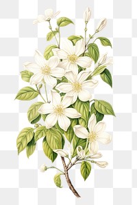 PNG Jasmine flowers graphics pattern blossom.