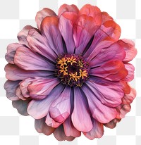 PNG  Vibrant multicolored blooming flower illustration