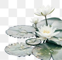 PNG Serene white lotus flowers