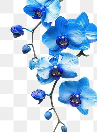 PNG Vibrant blue orchids on white