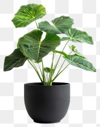 PNG Elephant ear plant planter pottery.