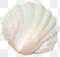 PNG Iridescent seashell ocean beauty