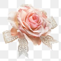 PNG  Elegant lace pink rose