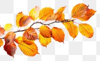 PNG Vibrant autumn leaves branch isolated