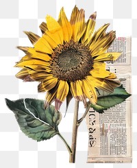 PNG  Sunflower collage art piece