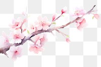 PNG Sakura tree branch watercolor appliance blossom flower.