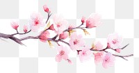 PNG Sakura tree branch watercolor chandelier blossom flower.