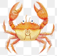 PNG Crab invertebrate seafood animal.