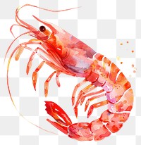 PNG Vibrant watercolor shrimp illustration