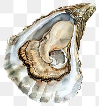 PNG Detailed watercolor oyster illustration