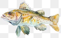 PNG Vibrant watercolor fish illustration