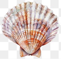 PNG Colorful seashell illustration art