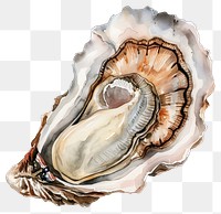 PNG Detailed watercolor oyster illustration