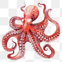 PNG Vibrant octopus marine life illustration