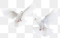 PNG Elegant white doves in flight