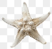 PNG Detailed white starfish closeup