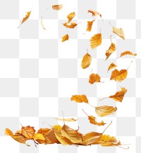 Autumn leaves swirling gracefully white