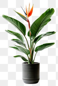 PNG  Elegant tropical plant in pot