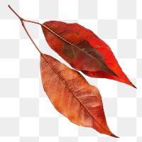 Vibrant autumn leaves on white