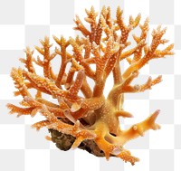 PNG Vibrant orange coral reef structure