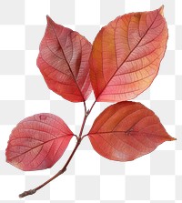 PNG  Vibrant autumn red leaves