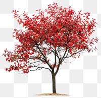 PNG  Vibrant autumn tree with foliage