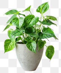 Lush green potted plant