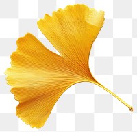 PNG  Golden ginkgo leaf isolated.