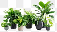 PNG  Vibrant indoor potted green plants