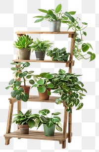 PNG  Indoor plants on wooden shelves