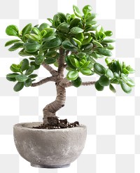 Potted jade bonsai tree plant