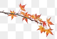 Autumn leaves on tree branch