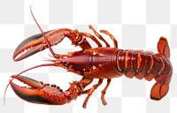 PNG Lobster lobster invertebrate seafood.